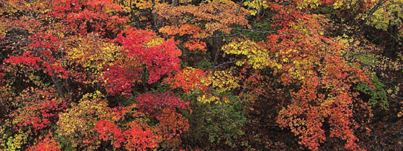 フリーズドライ【コスモス食品オンラインショップ】情報サイト